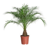 Hectarul - Seminte Palmier Phoenix, 5 gram FLORIAN